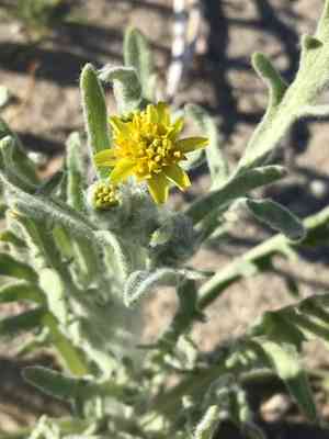 Laxflower(Baileya pauciradiata)