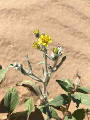Laxflower(Baileya pauciradiata)