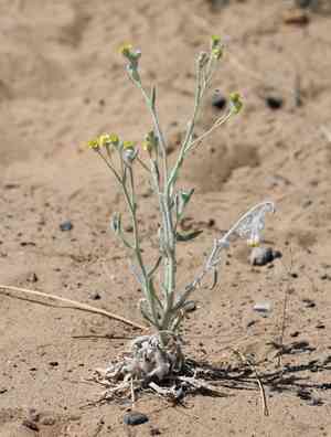 Laxflower(Baileya pauciradiata)
