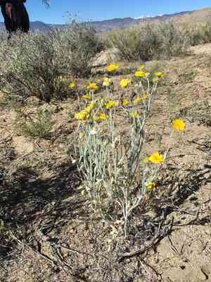 Woolly desert marigold(Baileya pleniradiata)