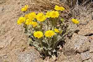 Woolly desert marigold(Baileya pleniradiata)