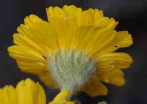 Woolly desert marigold(Baileya pleniradiata)