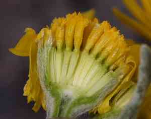 Woolly desert marigold(Baileya pleniradiata)