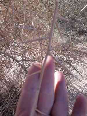 Desert date(Balanites aegyptiaca)