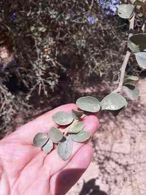 Desert date(Balanites aegyptiaca)