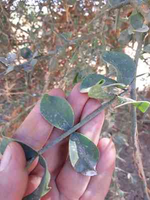 Desert date(Balanites aegyptiaca)