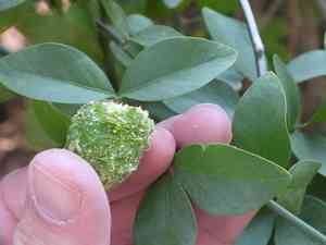 Desert date(Balanites aegyptiaca)