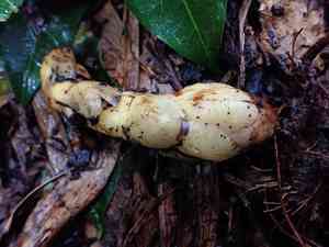 Fungus root(Balanophora fungosa)