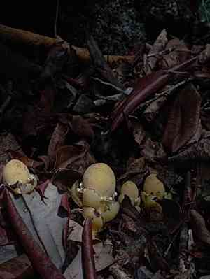 Fungus root(Balanophora fungosa)