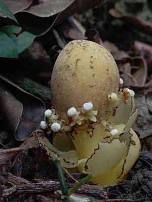 Fungus root(Balanophora fungosa)