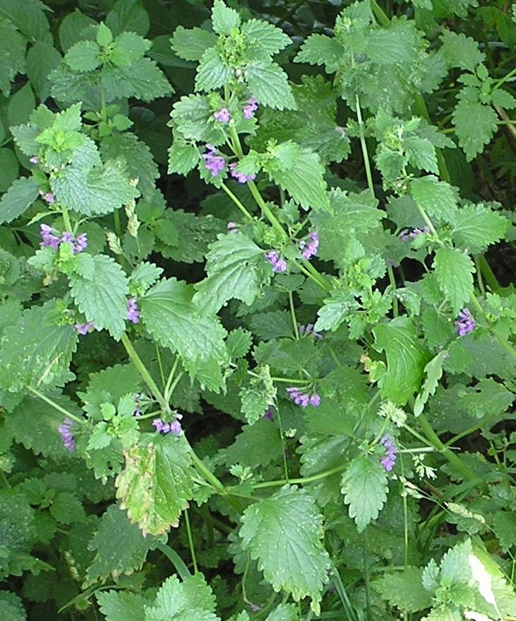 Black horehound (Ballota nigra) Care Guide: Pests, Diseases, Watering ...