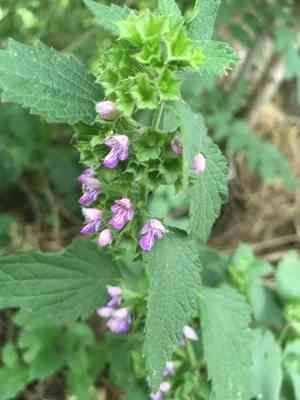Black horehound(Ballota nigra)
