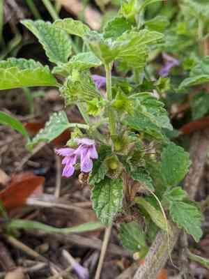 Black horehound(Ballota nigra)