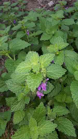 Black horehound(Ballota nigra)