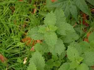 Black horehound(Ballota nigra)