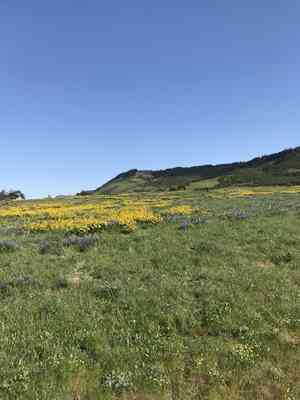 Carey's balsamroot(Balsamorhiza careyana)