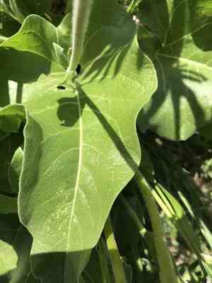 Carey's balsamroot(Balsamorhiza careyana)