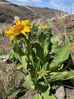 Carey's balsamroot(Balsamorhiza careyana)