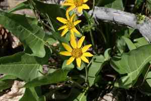 Carey's balsamroot(Balsamorhiza careyana)