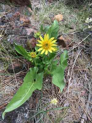 Deltoid balsamroot(Balsamorhiza deltoidea)