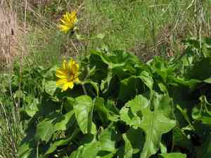 Deltoid balsamroot(Balsamorhiza deltoidea)