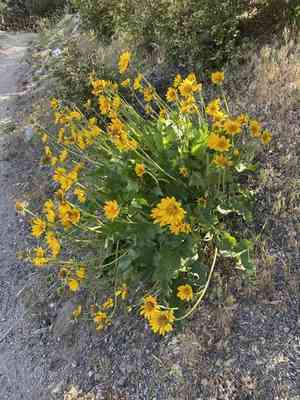 Deltoid balsamroot(Balsamorhiza deltoidea)