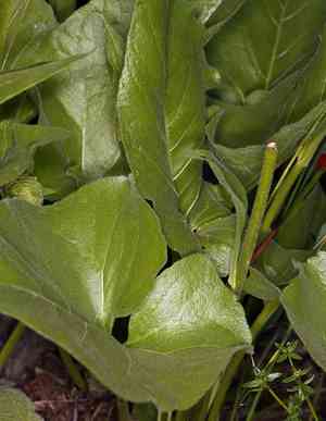 Deltoid balsamroot(Balsamorhiza deltoidea)