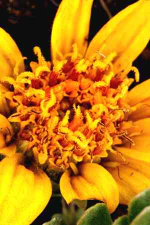 Hooker's balsamroot(Balsamorhiza hookeri)