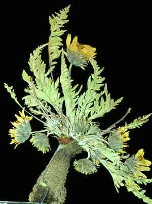 Hooker's balsamroot(Balsamorhiza hookeri)