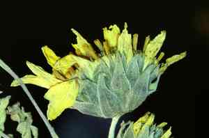 Hooker's balsamroot(Balsamorhiza hookeri)