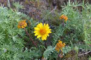 Hooker's balsamroot(Balsamorhiza hookeri)