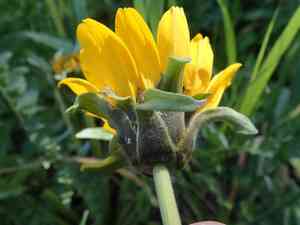 California balsamroot(Balsamorhiza macrolepis)