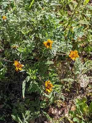 California balsamroot(Balsamorhiza macrolepis)