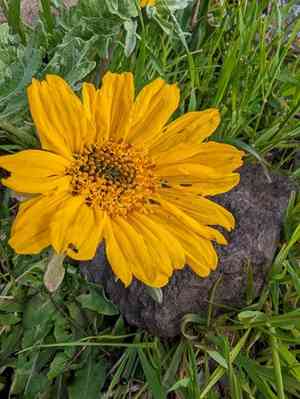 California balsamroot(Balsamorhiza macrolepis)