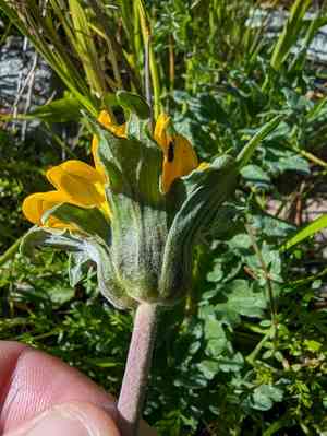 California balsamroot(Balsamorhiza macrolepis)