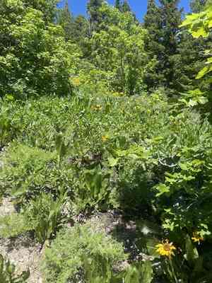 Cutleaf balsamroot(Balsamorhiza macrophylla)