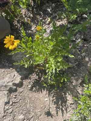 Cutleaf balsamroot(Balsamorhiza macrophylla)