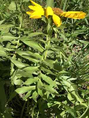 Cutleaf balsamroot(Balsamorhiza macrophylla)