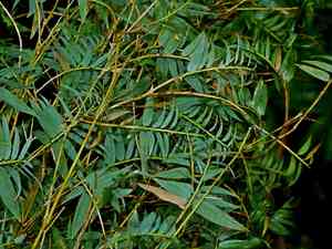 Hedge bamboo(Bambusa multiplex)