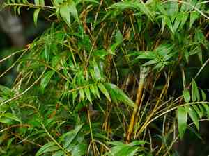 Hedge bamboo(Bambusa multiplex)