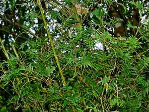 Hedge bamboo(Bambusa multiplex)
