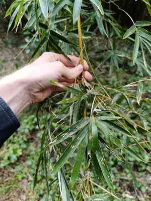 Hedge bamboo(Bambusa multiplex)