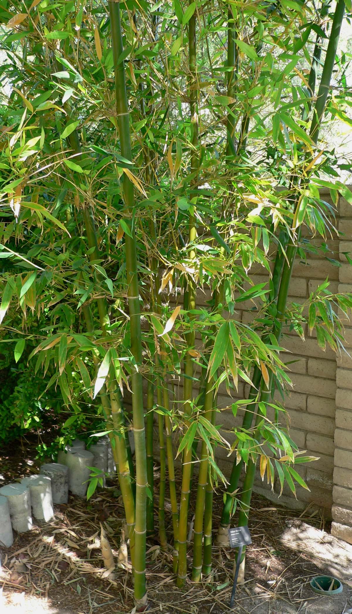 Giant timber bamboo