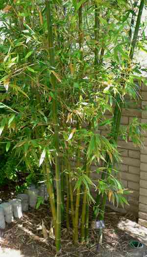 Giant timber bamboo(Bambusa oldhamii)