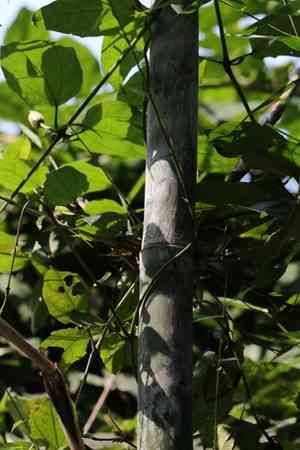 Buddha's belly bamboo(Bambusa tuldoides)