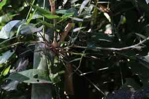 Buddha's belly bamboo(Bambusa tuldoides)