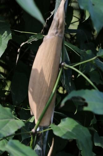 Enhancing Your Garden Design with the Buddha's belly bamboo Plant: A ...