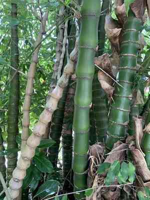 Buddha's belly bamboo(Bambusa tuldoides)