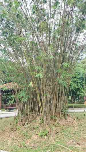 Buddha bamboo(Bambusa ventricosa)