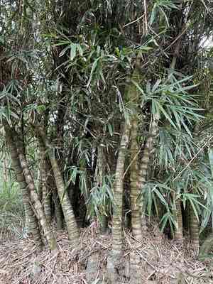 Buddha bamboo(Bambusa ventricosa)